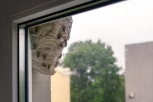 Wasp hive hanging by the window Bradenton, FL
