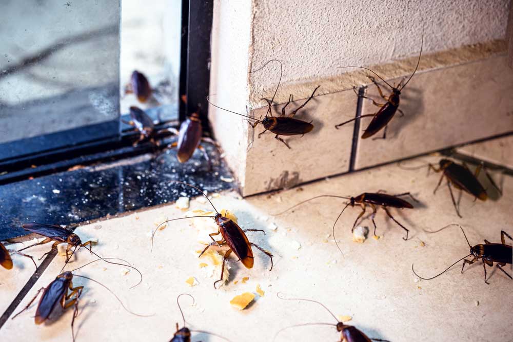 Bug-infested cupboard