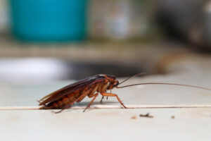 Industrial kitchen infested with cockroaches