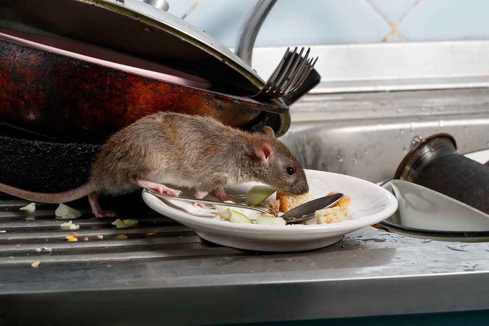 Rodent on sink