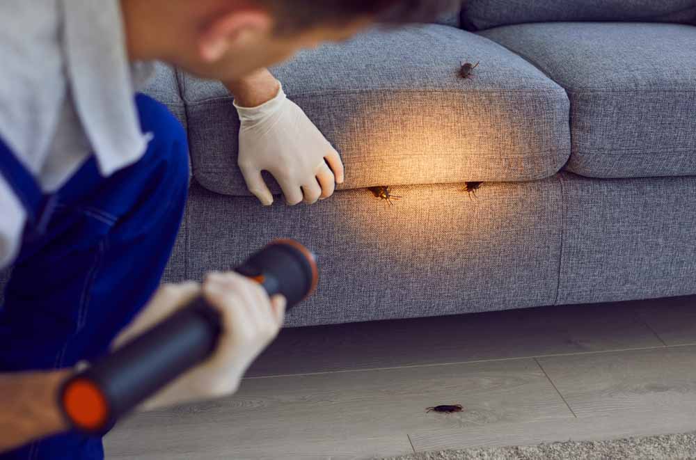 PestWise technician conducting a pest inspection